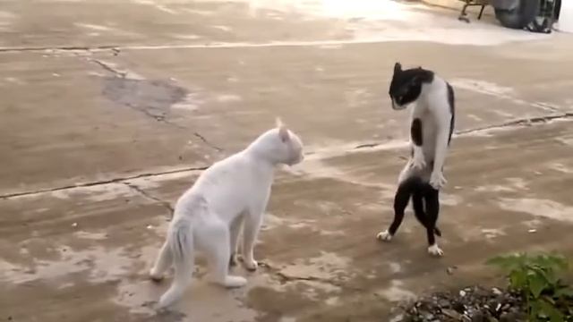 СМОТРИТЕ!! коты в марте смотреть онлайн