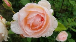 РОЗА ХЕРИТЕЙДЖ (Heritage). 29 июня 2023 года. УКРАИНА ??