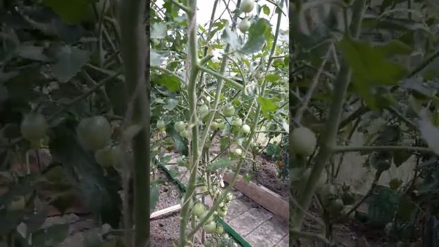 суперсорт томатов черри Дюймовочка смотреть онлайн