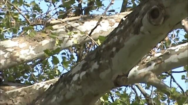 Sony DCR-SX45 test смотреть онлайн