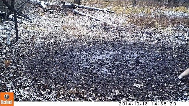 Обитатели Мордовского заповедника: под прицелом фотоловушек смотреть онлайн