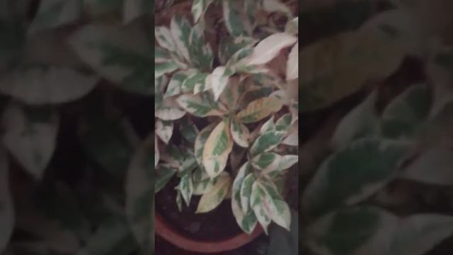 Excoecaria plant care смотреть онлайн