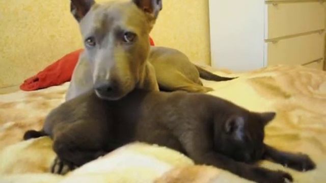 Thai Ridgeback Dog & British Kitten Тайский риджбек и британский котенок