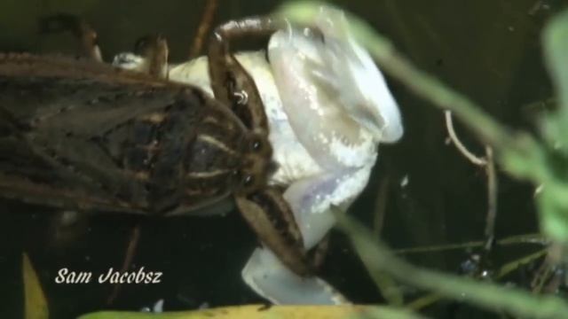 Giant Water Bug capturing Southern Foam Nest Frog. смотреть онлайн