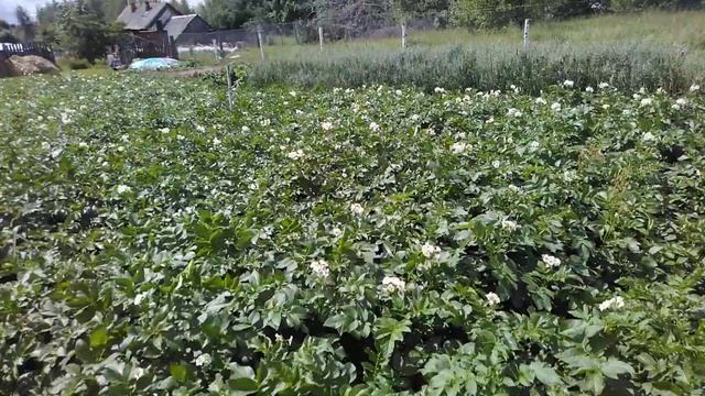 ботва картошки высотой метр. большая ботва. почва для картофеля смотреть онлайн