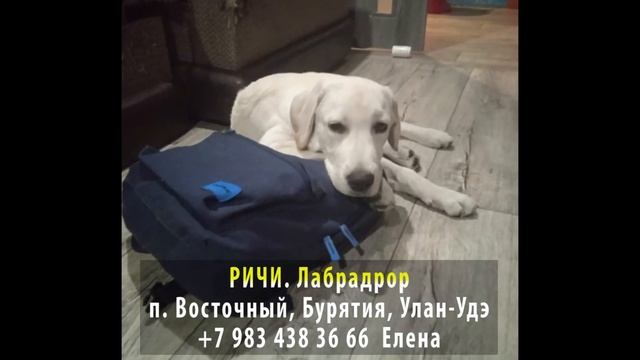 Пропала собака! РИЧИ. Лабрадор. Бурятия, Улан-Удэ, п. Восточный смотреть онлайн