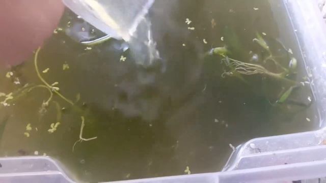 Переносим мальков данио в контейнер к дафнии смотреть онлайн