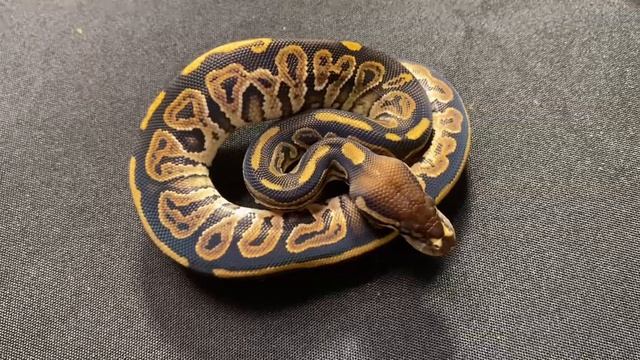 Ball Python Clutch Update! Chocolate Pinstripe 100% Het Pied x Pied смотреть онлайн