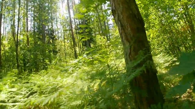 Растение, похожее листочками на папоротник и настоящий орляк. Запчасти для косилки. смотреть онлайн