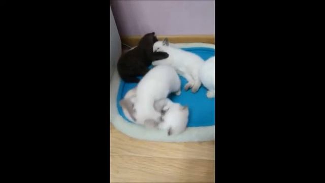 Плюшевые колобочки! Британские котята шоколадного и пойнт окраса. смотреть онлайн