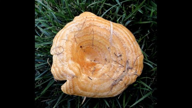 Lactarius psammicola смотреть онлайн