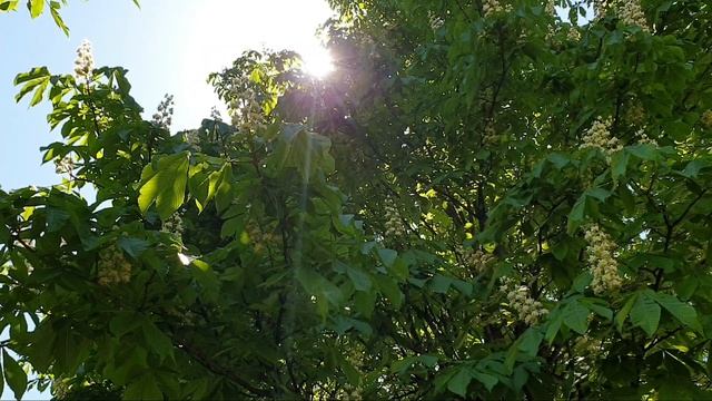 Красивое пение птиц весной! смотреть онлайн