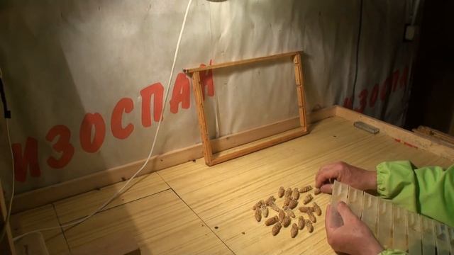 Одеваем клеточки на зрелые маточники смотреть онлайн