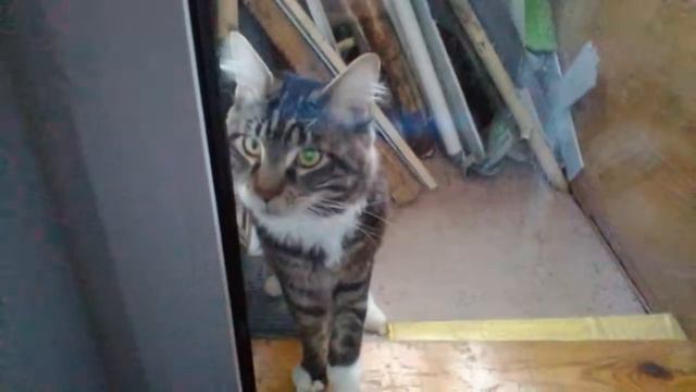 Кот просится домой с балкона смотреть онлайн