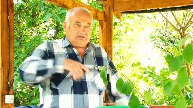 Валерий Железов о Раке яблонь. Что это? Как бороться? смотреть онлайн