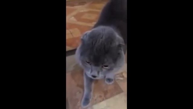 Бабуля о черноте Собака не любит мыться Злой кот Отец узнал о рождении 5 дочки смотреть онлайн