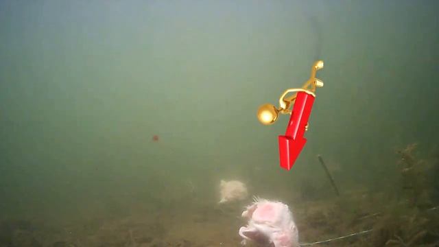 Как ведут себя раки под водой смотреть онлайн