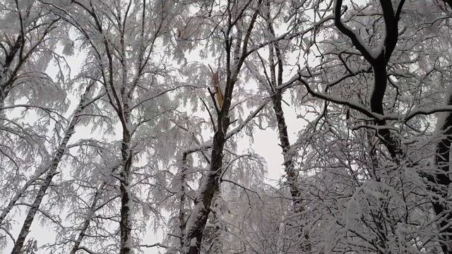 Прогулки в лесу. смотреть онлайн