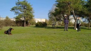 Доберман охраняет хозяина с команды "ждать".