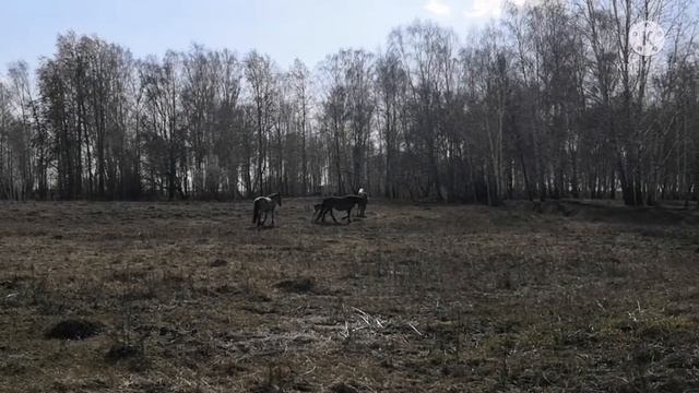 апрельские жеребята смотреть онлайн