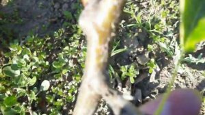 На что привить ГРУШУ. Создаем семейное дерево.