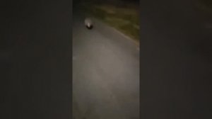 поляки находят животных