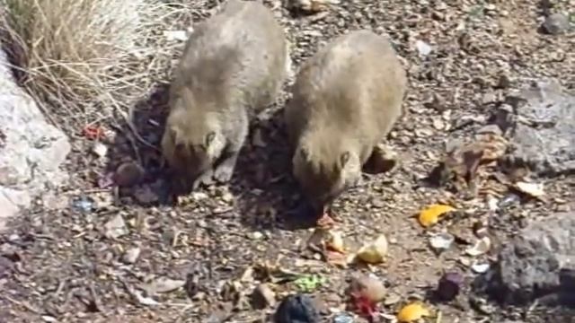 Даманы обедают смотреть онлайн