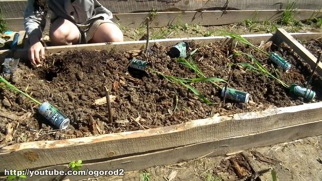 Высадка рассады кукурузы и помидоров в открытый грунт. смотреть онлайн