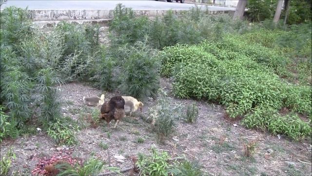 Darband- Astara County (Caspian Sea Basin), Gilan Province, Iran смотреть онлайн