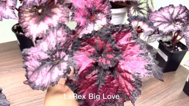 Показываю как выросли LeRex и другие мои новинки. смотреть онлайн