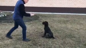 Дрессировка дратхаара. 4 месяца