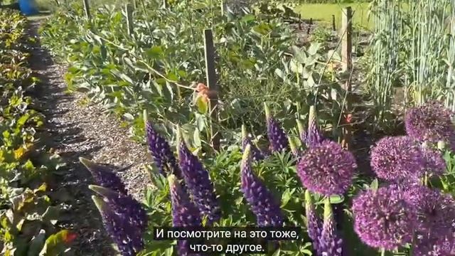 С Чарльзом Даудингом по его огороду в начале лета