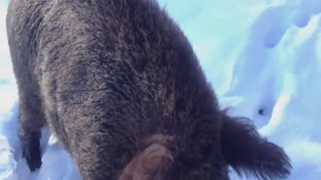 Дикие кабаны смотреть онлайн