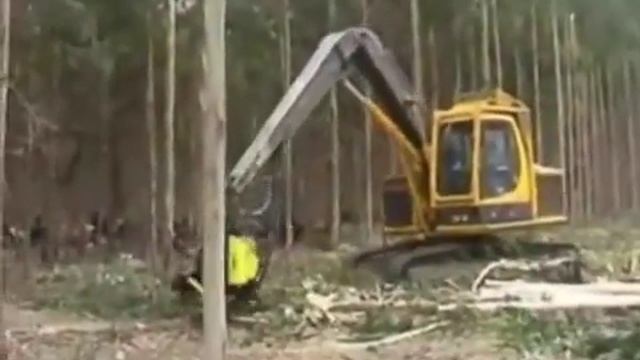 вырубка леса у китайцев )классно ... смотреть онлайн