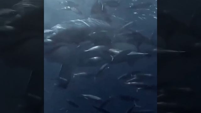 Барсук Фесс - 52Hz whale смотреть онлайн