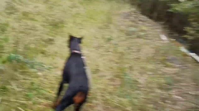 Один день из нашей жизни ?Сходили за грибами,сделали поделку,прогулка?? смотреть онлайн