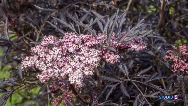 Pull in some dark foliage! Here's how to use rich colors in your yard смотреть онлайн