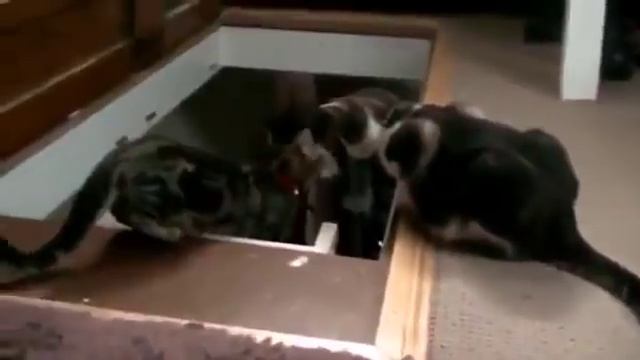 Кот столкнул ДРУГА КОТА в подвал Low смотреть онлайн