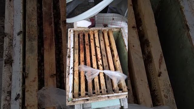 Карника-австрийка. Репродуктивная от Пернера (Пустервальд). смотреть онлайн