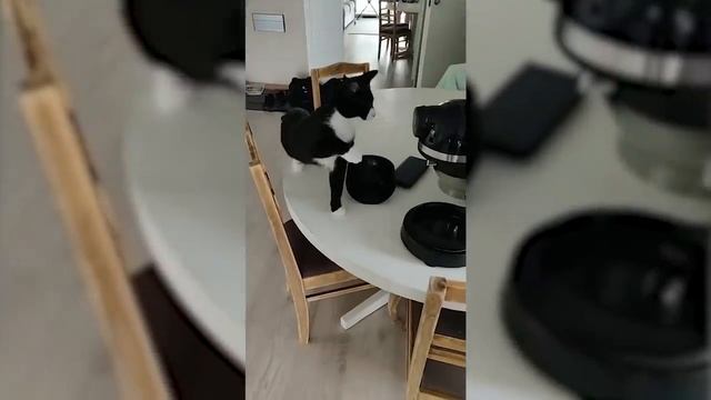 ПРИКОЛЫ С ЖИВОТНЫМИ :D смотреть онлайн