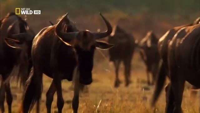 Национальный парк Серенгети