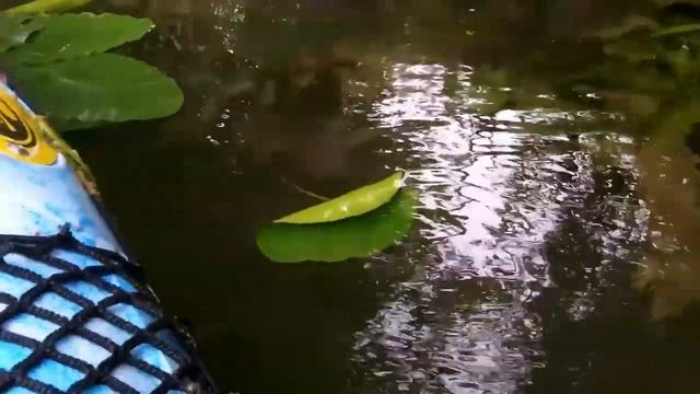 Aquatic monster vs kayak ( Paris, France) смотреть онлайн