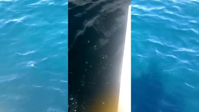Monster Goliath Groupers - LARGEST GOLIATH GROUPER EVER ON YOUTUBE! - Incredible Viral Fishing Vide смотреть онлайн