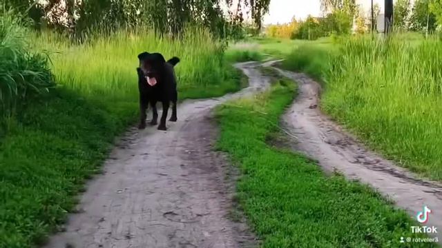 #ротвейлертолстый #собаки #ротвейлер #тикток смотреть онлайн