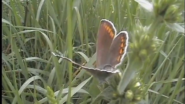 Бабочка Голубянка, самка смотреть онлайн