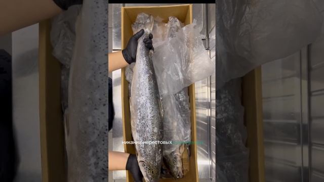 Атлантический лосось(семга) #salmon #индифиш #рыба #икра #городмастеров #спб #зож #вкусно #рецепт смотреть онлайн