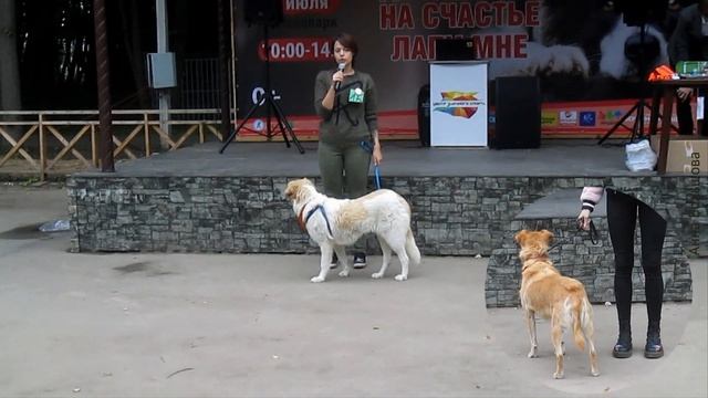 Первая выставка собак из приюта. Рязань. Ищу дом для собаки смотреть онлайн