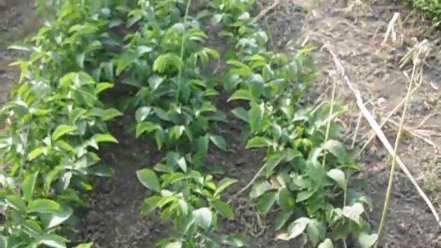 ореха грецкого сажанцы-сорт казаку. смотреть онлайн