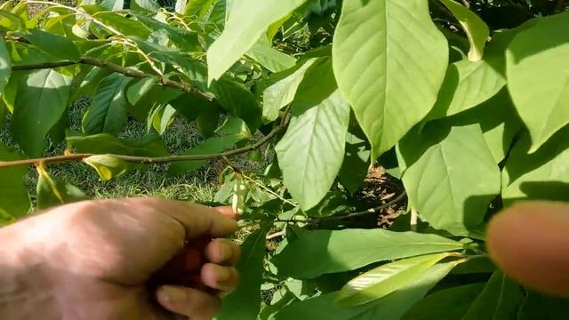 Что такое Азимина и как ее едят!