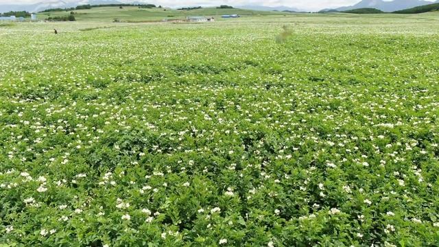 Hundreds of thousands acres of potato flowers in full bloom in Tai'an Township смотреть онлайн